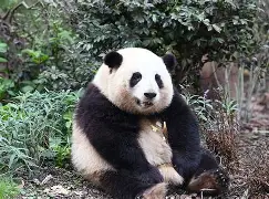 猫坐车表情包-九游娱乐APP
